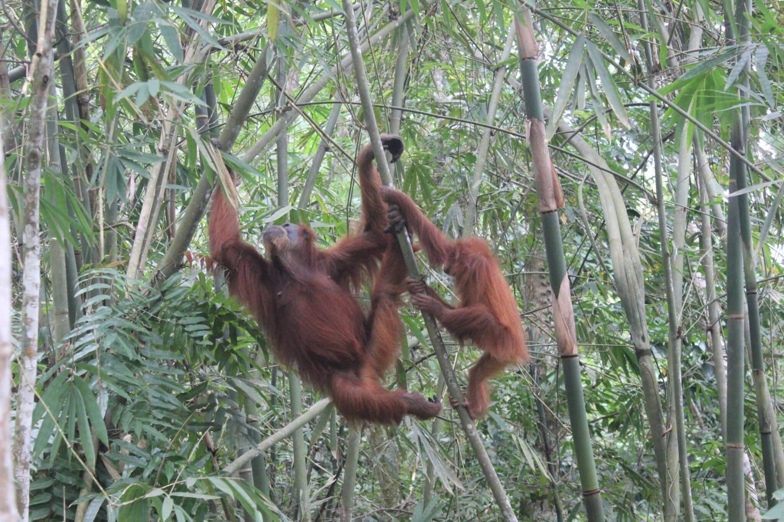 Wisatawan menikmati perjalanan dari Medan ke Bukit Lawang bersama pemandu PT Medan Vacations Travel & Tour