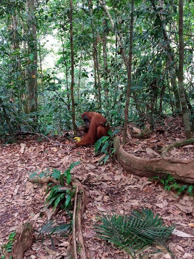 Bukit Lawang