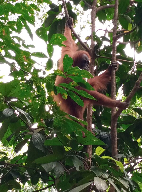 SUMATRA ADVENTURE TOUR 5D4N