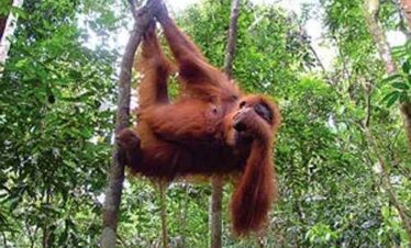Sumatra orangutan