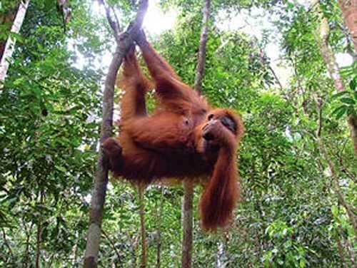 Sumatra orangutan