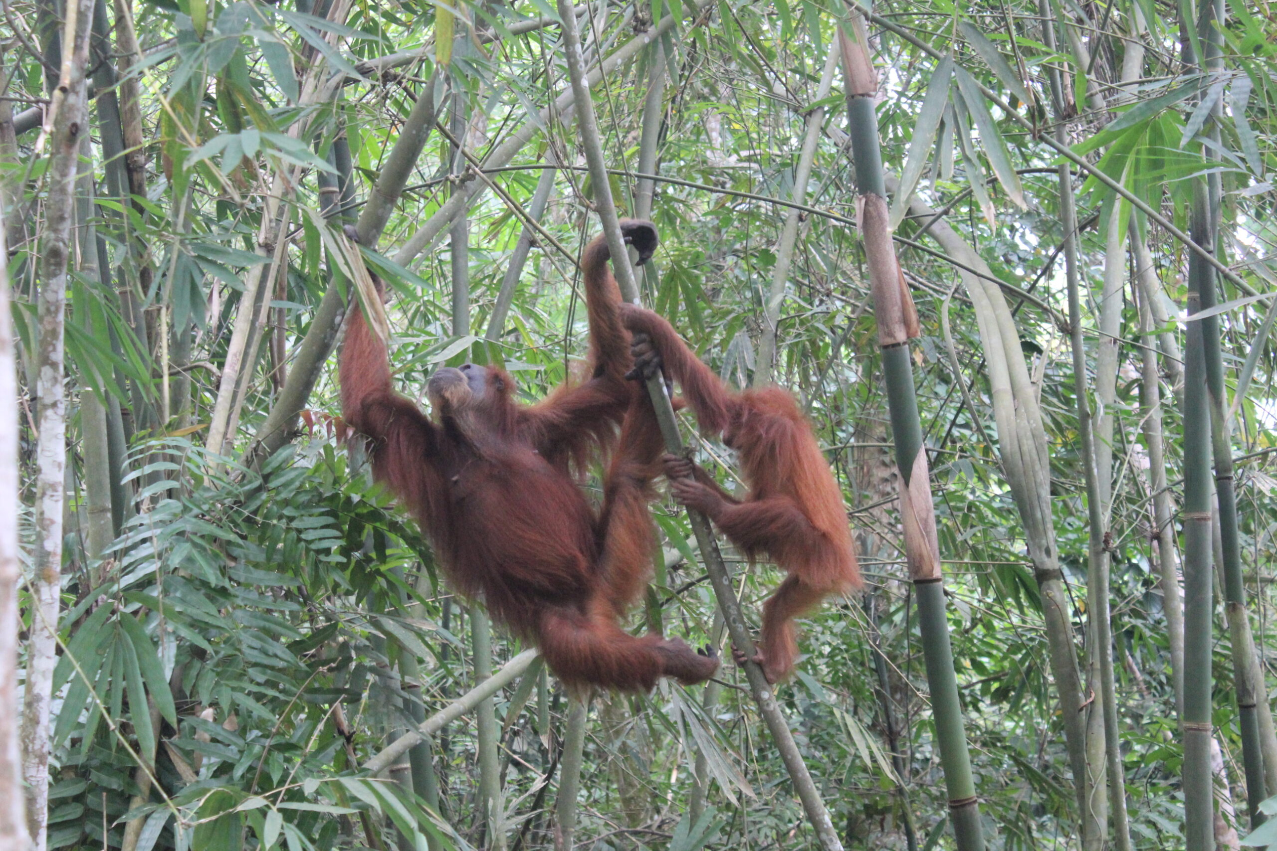 Day trip Medan Bukit Lawang