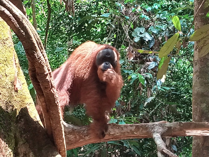 orangutan tour