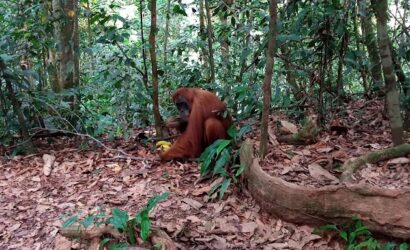 2 Days 1 Night Bukit Lawang Tour
