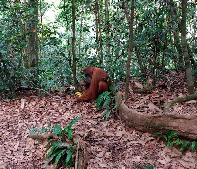 2 Days 1 Night Bukit Lawang Tour