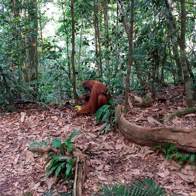 2 Days 1 Night Bukit Lawang Tour
